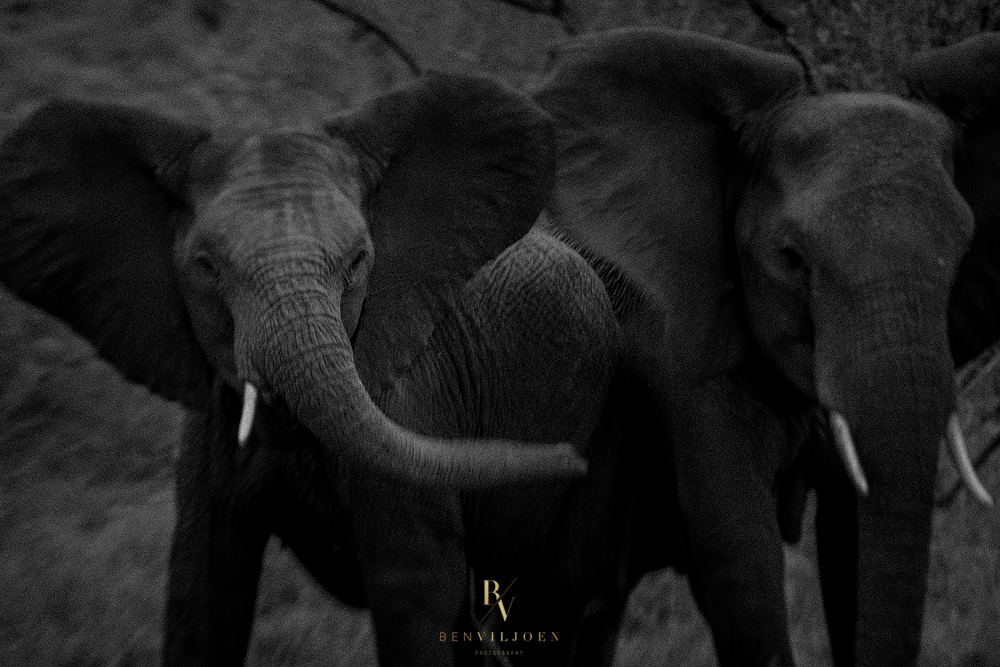 Young and mother elephants at Singita Kruger National Park