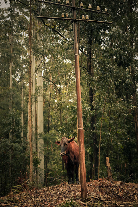 a cow hiding behind a telephone pole in Swaziland
