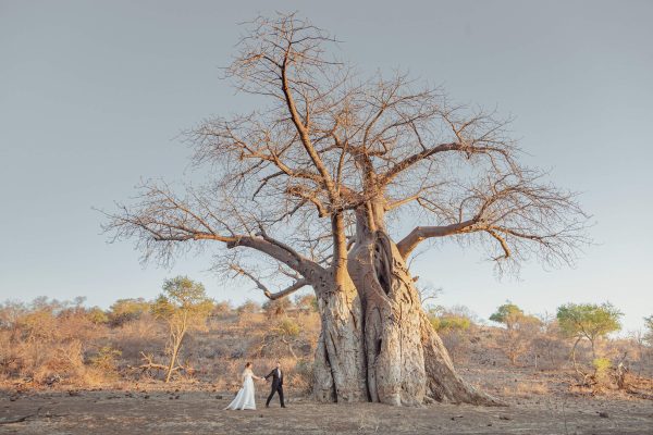 Couple on their wedding day walking past an ancient boabab tree. Outpost Lodge, Parfuri, Kruger National Park