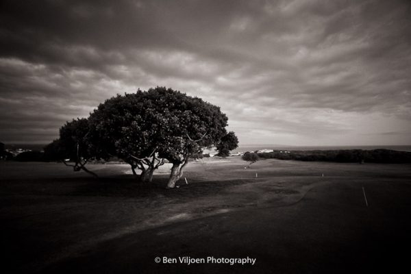 White milkwood tree on a golf course taken during a wedding. Stilbaai, Western Cape